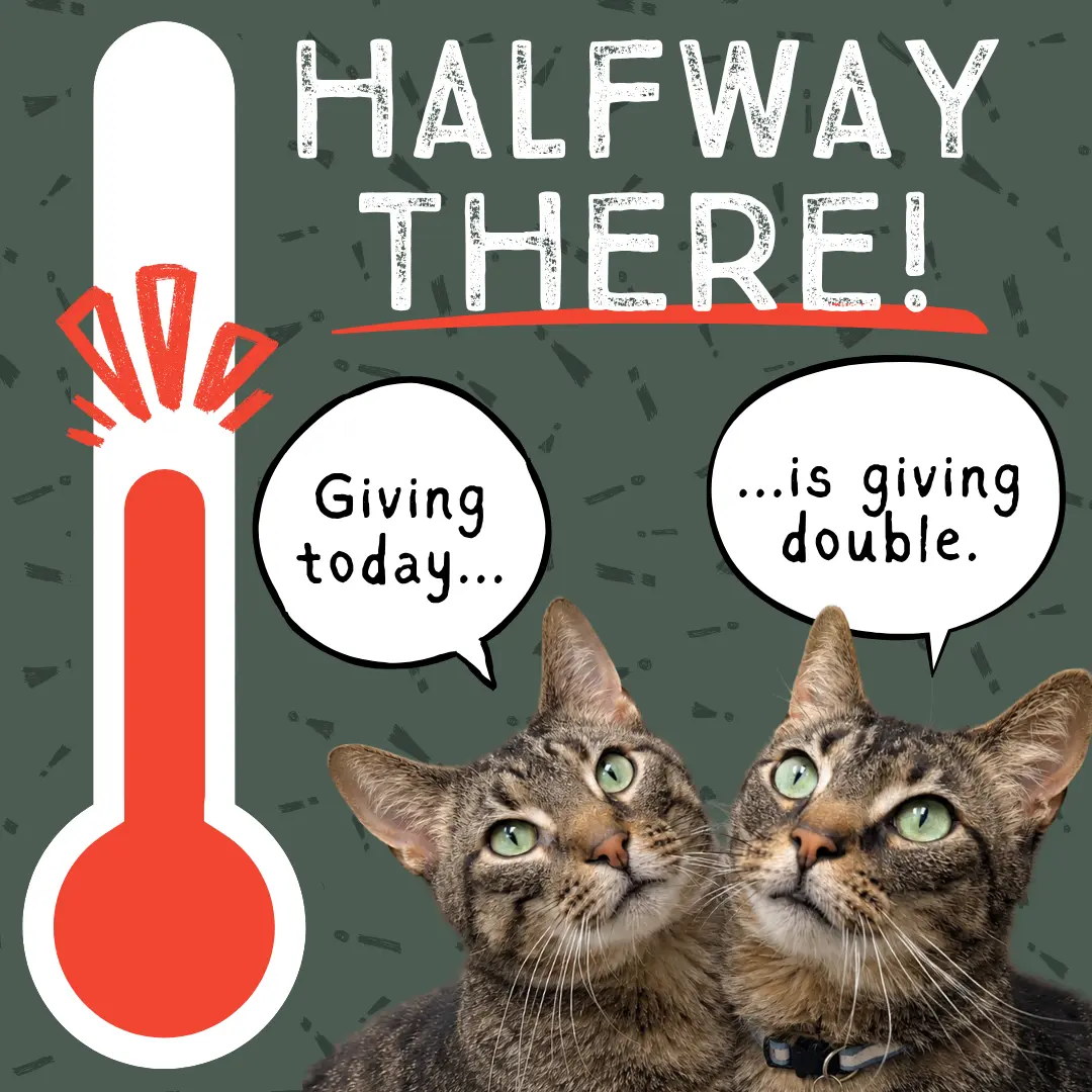 RC and Quill, cats available for adoption at CCHS. The text reads 'Double your impact, Double the love'